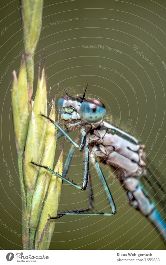 "Jungfer, sie gefällt mir." Umwelt Natur Tier Frühling Sommer Gras Wiese Seeufer Flussufer Moor Sumpf Tiergesicht Libelle Azurjungfer 1 beobachten Blick sitzen