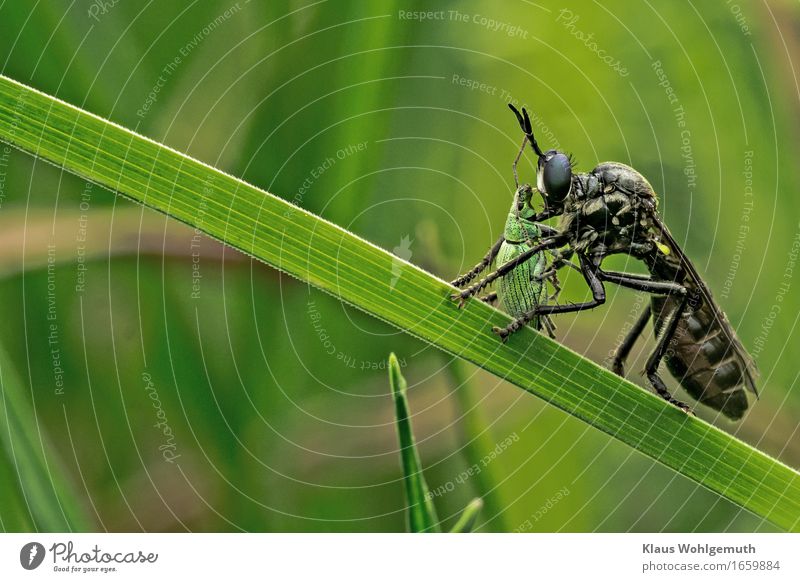 MORD vor laufender Kamera Umwelt Natur Tier Frühling Sommer Gras Grünpflanze Garten Park Wiese Wald Fliege Käfer Raubfliege 2 fangen Fressen Aggression Ekel