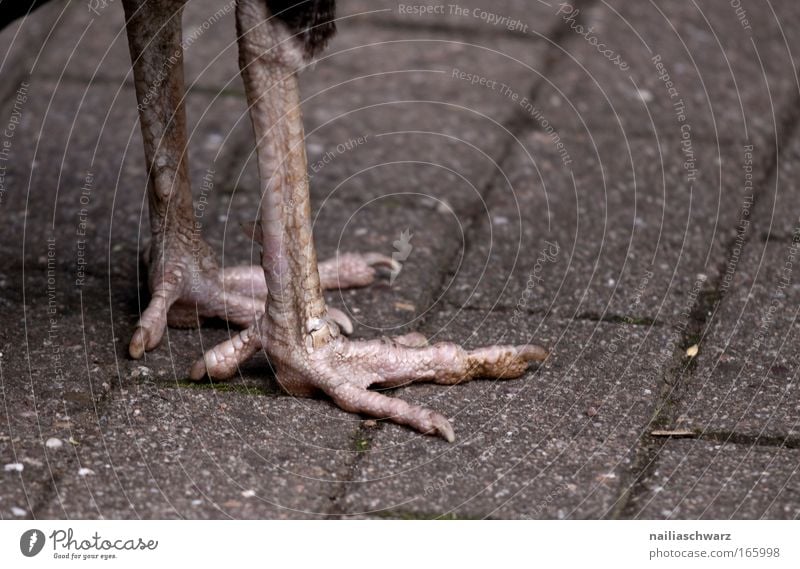 Pfauenfüße Farbfoto Außenaufnahme Nahaufnahme Detailaufnahme Menschenleer Tag Tierporträt Vogel Krallen Zoo 1 Stein stehen dünn