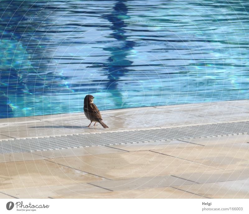 kleiner Spatz am großen Pool... Farbfoto Außenaufnahme Menschenleer Textfreiraum rechts Textfreiraum oben Textfreiraum unten Tag Schatten Sonnenlicht