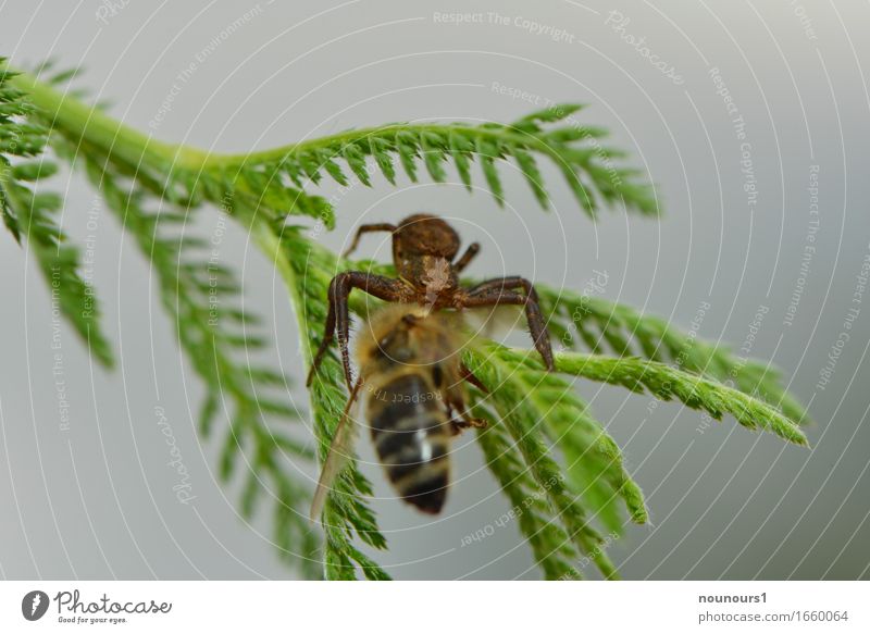 gepackt Natur Pflanze Tier Wald Wildtier Spinne Flügel 2 Fressen Jagd krabbeln springen Aggression bedrohlich gruselig klein klug Geschwindigkeit stark braun