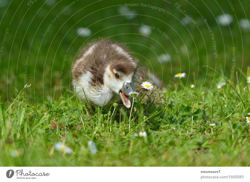 nak-nak Tier Wildtier Nilgansküken 1 Tierjunges rennen beobachten Bewegung Blühend Essen Fressen gehen springen wandern elegant Fröhlichkeit frisch kuschlig