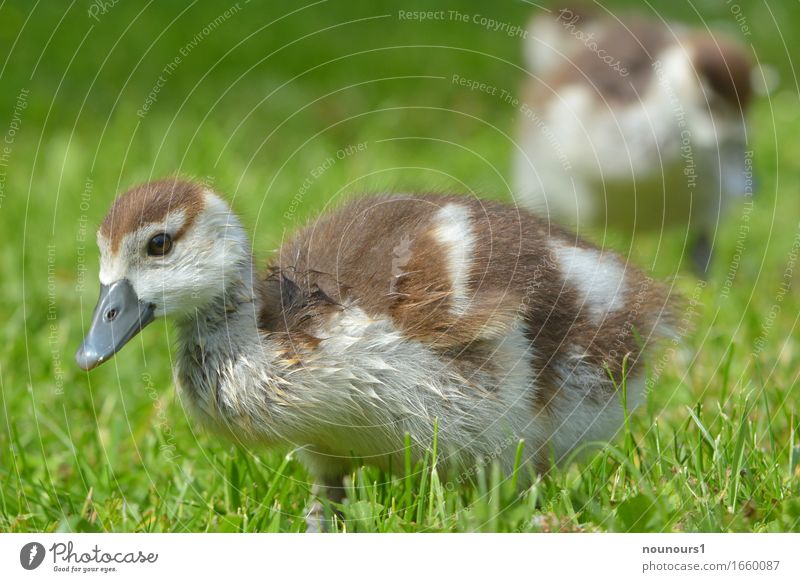 high Landschaft Pflanze Tier Schönes Wetter Gras Wildtier nilgans nilgänse nilgansküken 2 Tierjunges rennen Bewegung entdecken Fressen gehen laufen stehen