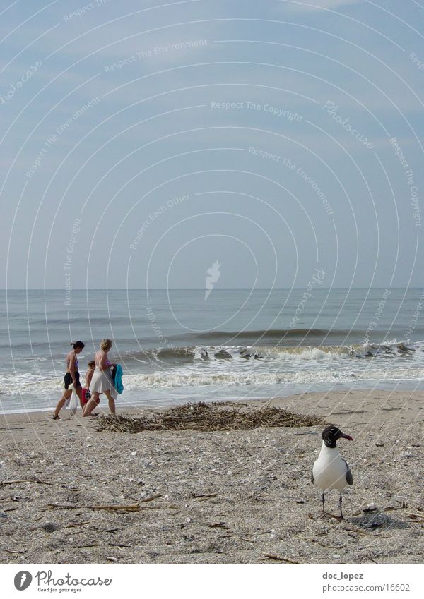 Edisto_Beach_2 Strand Möwe Vogel Wellen Wellengang trüb Stimmung Tourist Edisto Island USA Wasser Sand Landschaft Mensch Sandstrand Badegast Badeurlaub Horizont