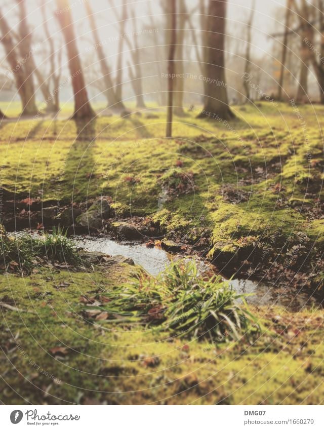 Zauberwald Umwelt Natur Landschaft Wasser Wassertropfen Himmel Sonne Sonnenaufgang Sonnenuntergang Sonnenlicht Frühling Sommer Herbst Winter Klima Wetter