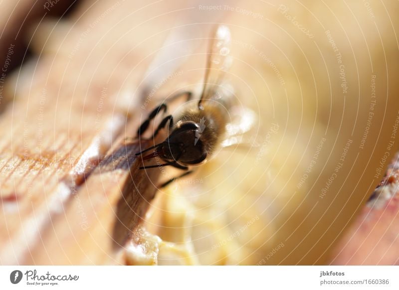 böser Blick [?] Lebensmittel Ernährung Umwelt Natur Tier Biene 1 trendy Imkerei Insekt Honig fleißig Wachs Freizeit & Hobby Außenaufnahme Nahaufnahme