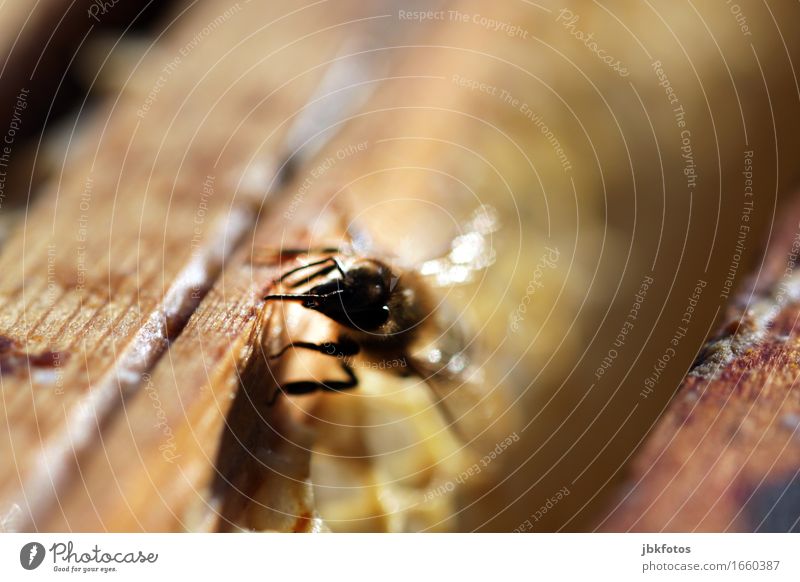 süß / Hobbyimkerei Lebensmittel Ernährung Umwelt Natur Tier Schönes Wetter Nutztier Biene Bienenstock Bienenwaben Flüssigkeit Freundlichkeit Gesundheit