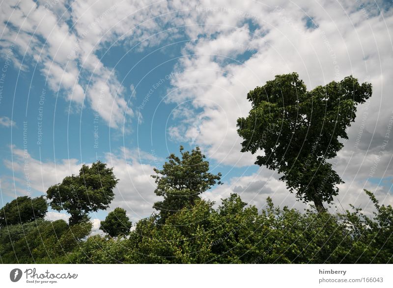 tree nursery Farbfoto Außenaufnahme Textfreiraum links Textfreiraum oben Tag Starke Tiefenschärfe Zufriedenheit Sinnesorgane Erholung ruhig Duft Kur Umwelt