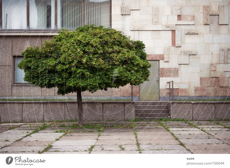 Ein Baum Farbfoto Außenaufnahme Menschenleer Tag wandern Arbeitsplatz Industrie Kunstwerk Kultur Umwelt Natur Pflanze Klima Wetter Park Stadt Stadtrand Haus