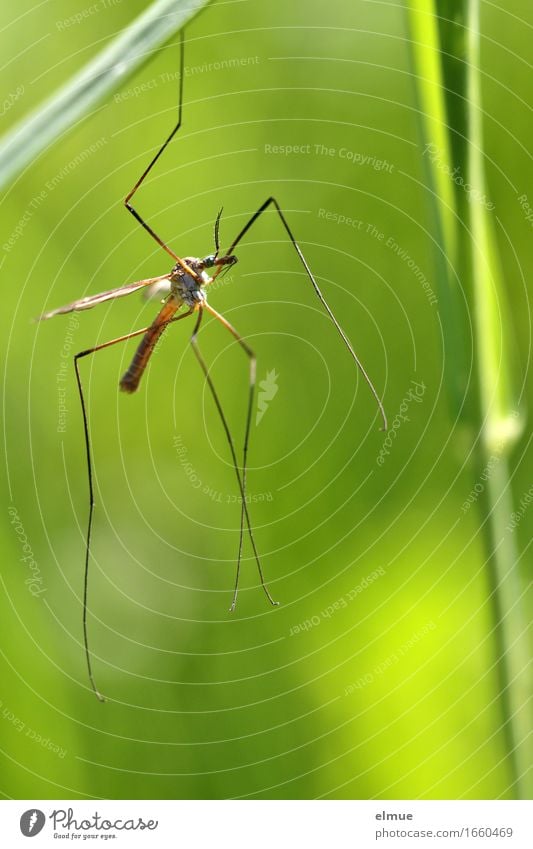 hängen lassen! Tier Schönes Wetter Gras Halm Wiese Schnake Beine sportlich dünn Ekel elegant hell klein grün Coolness Kraft Ausdauer Müdigkeit Erschöpfung