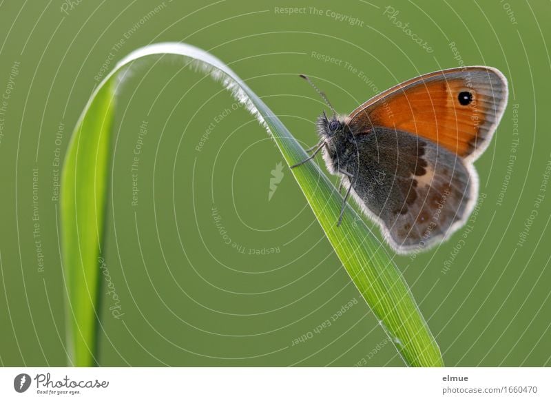 bergauf Natur Tier Gras Halm Wiese Schmetterling Wiesenvögelchen Heufalter Edelfalter Tagfalter Aufschwung aufwärts elegant schön klein grün orange Lebensfreude