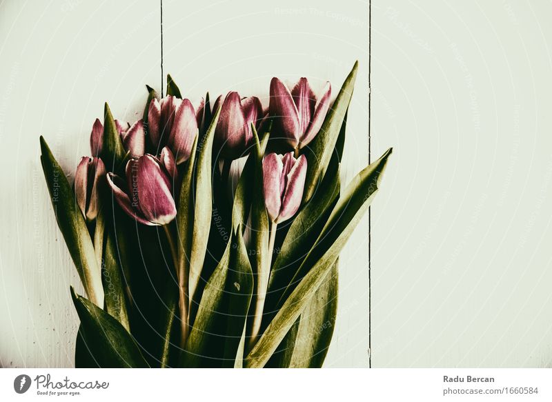 Roter Tulpen-Blumenstrauß auf hölzerner Tabelle Natur Pflanze Blatt Blüte Blühend einfach elegant schön grün rot weiß Gefühle Leidenschaft Liebe Partnerschaft