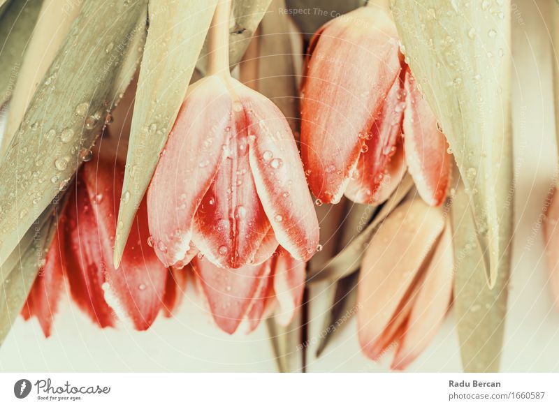 Rote Tulpen mit Wassertropfen im Frühjahr Umwelt Natur Pflanze Frühling Blume Blatt Blüte Blühend einfach frisch schön nass natürlich retro Sauberkeit grün rot