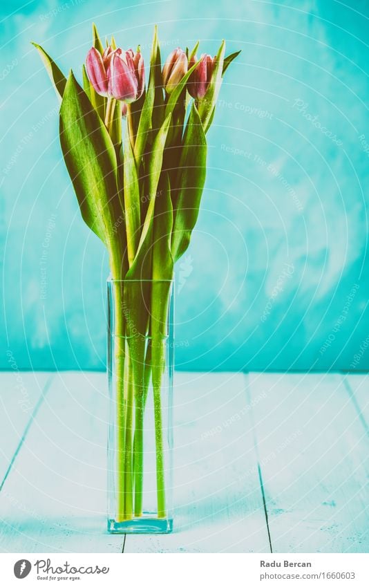 Nasse rosa Tulpen-Blumen im Vase Natur Pflanze Blüte Topfpflanze Blühend schön blau grün rot türkis Gefühle Leidenschaft Liebe Romantik Farbe Blumenstrauß Tisch