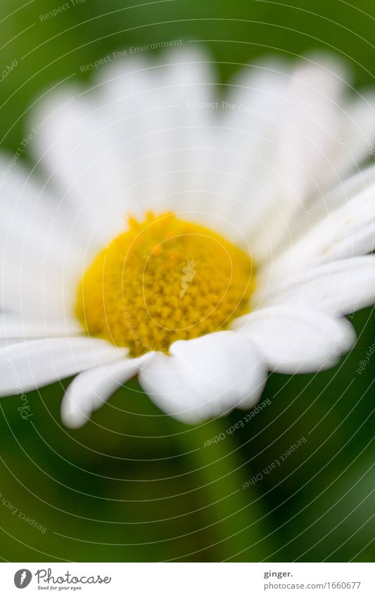 AST9 | Blümchen aus Alsfeld Pflanze Blume Blatt Blüte Topfpflanze gelb grün weiß klein Blütenblatt Stempel 1 zart weich Lensbaby diffus Farbfoto mehrfarbig