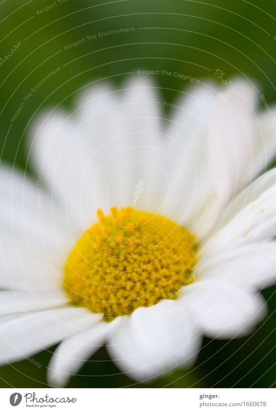 AST 9 | Margarite Natur Pflanze Frühling Blume gelb grün weiß Stempel Blütenblatt Lensbaby Unschärfe 1 zart weich Farbfoto mehrfarbig Außenaufnahme Nahaufnahme