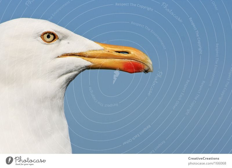 * Möwe mit Weitblick * Farbfoto Außenaufnahme Textfreiraum rechts Textfreiraum oben Tag Tierporträt Profil Ferne Freiheit Sommer Meer Wildtier Vogel Tiergesicht