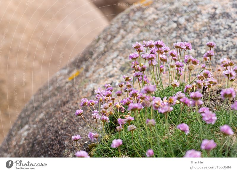 Felsenblüten Ferien & Urlaub & Reisen Pflanze Blume Gras Blüte Wildpflanze Ploumanach Bretagne Cote de Granit Rose Frankreich Europa Menschenleer Stein Blühend