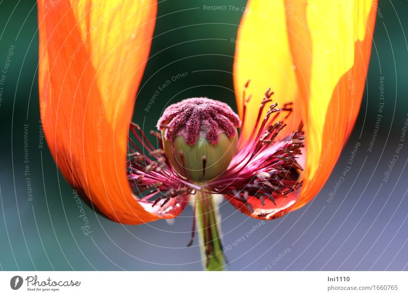 offene Sicht auf Stempel vom Orientalischen Mohn Sonnenlicht Frühling Sommer Schönes Wetter Wärme Blume Blüte Staudenmohn Garten Park außergewöhnlich exotisch