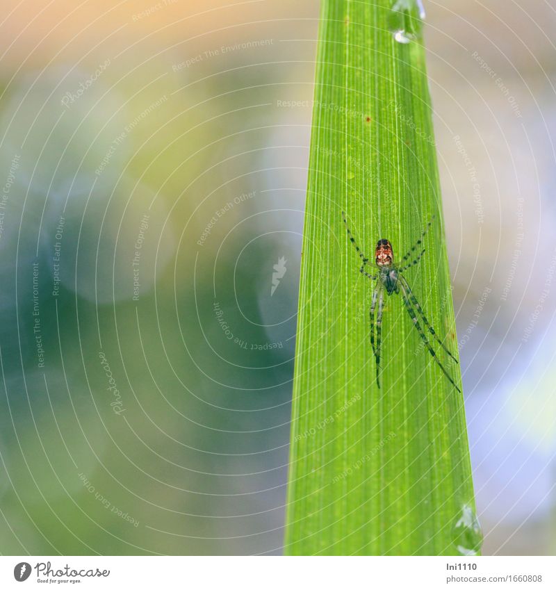 Herbstspinne auf Blatt der Montbretie Natur Pflanze Tier Sommer Schönes Wetter Blume Garten Park Wildtier Spinne Tiergesicht Metellina segmentata 1 blau grau