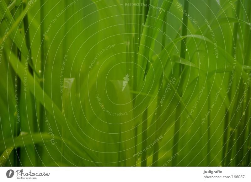 Gras Farbfoto Außenaufnahme Nahaufnahme Tag Froschperspektive Umwelt Natur Pflanze Frühling Sommer Schönes Wetter Regen Wiese Wachstum grün Umweltschutz