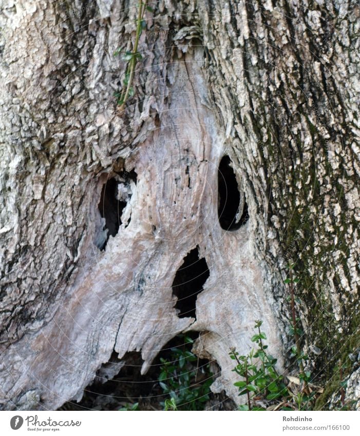 skull tree Farbfoto Außenaufnahme Nahaufnahme Menschenleer Textfreiraum oben Abend Dämmerung Zentralperspektive Blick nach vorn Gesicht Kopf Auge Nase Mund