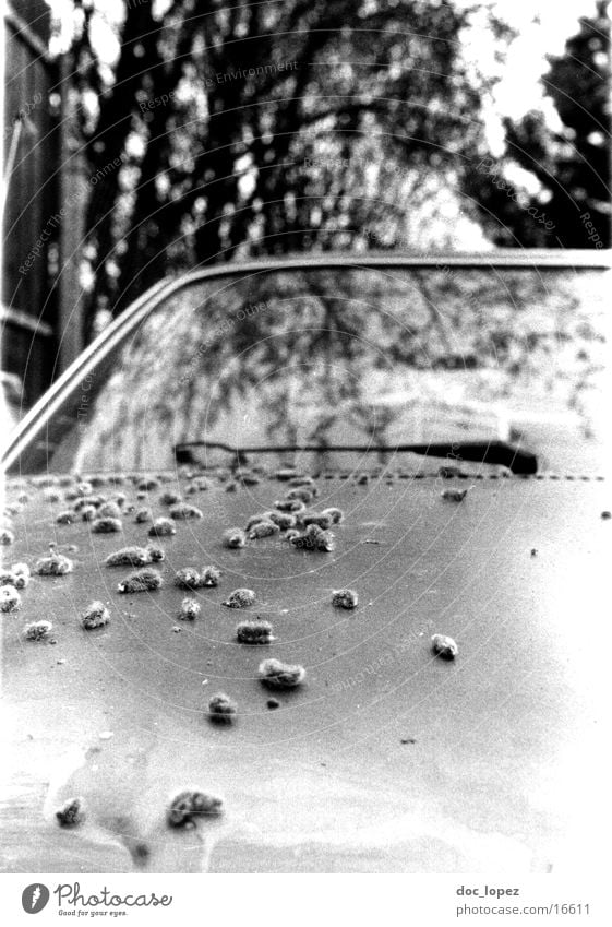 kätzchen Weidenkätzchen Baum Fotolabor Reflexion & Spiegelung PKW Schwarzweißfoto