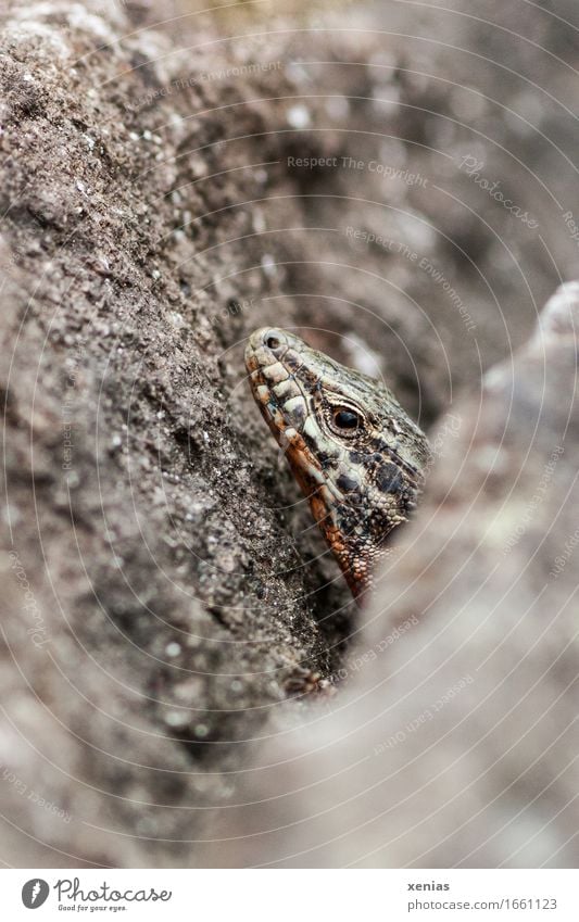 Kopf einer Mauereidechse zwischen Steinen Reptil Schuppenechse Tierporträt Felsen Berge u. Gebirge beobachten Blick Neugier braun grau orange schwarz weiß ruhig