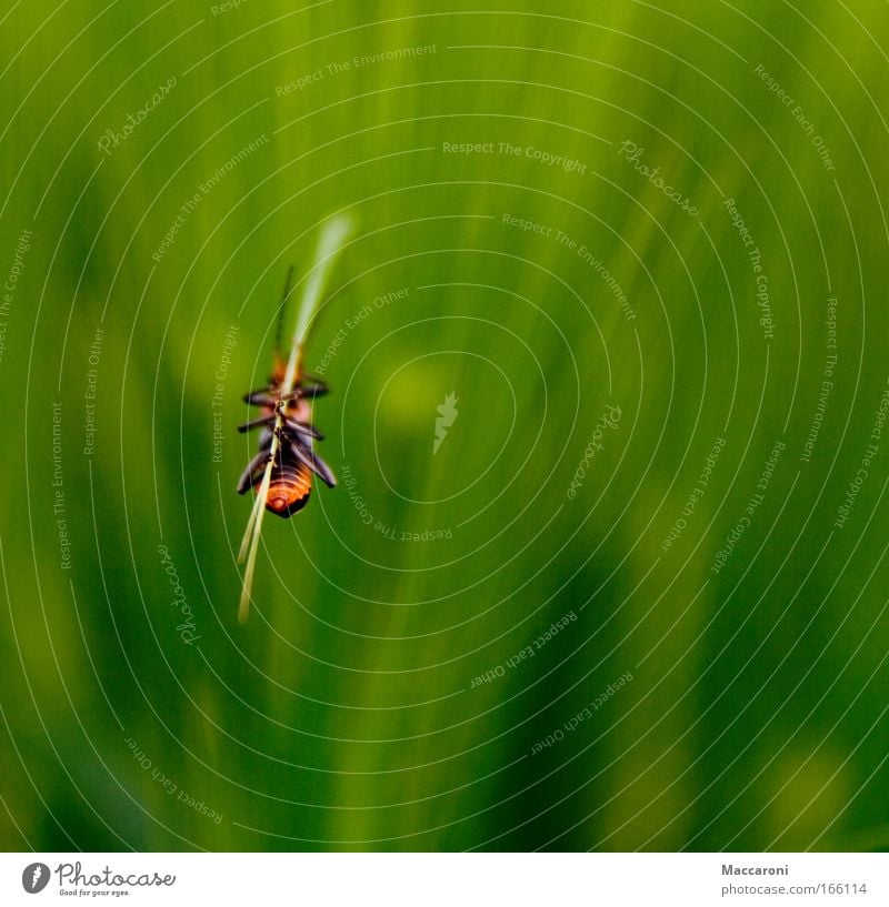 Käfer im Grünen Umwelt Natur Pflanze Gras Tier Wildtier 1 hängen Käferbein Grünpflanze grün Makroaufnahme Feld Wiese Farbfoto Außenaufnahme Nahaufnahme