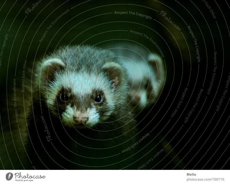 Das doppelte Frettchen Tier Wildtier Tiergesicht Fell Iltis 2 beobachten Blick dunkel Zusammensein Neugier niedlich Einigkeit loyal Freundschaft Wachsamkeit