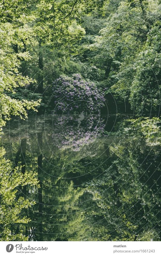 der Rosenbaum Natur Landschaft Pflanze Wasser Frühling Baum Sträucher Park dunkel grün violett rosenbaum Rhododendron Reflexion & Spiegelung See Farbfoto