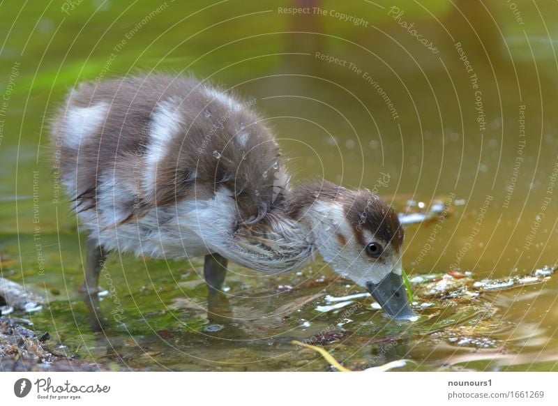 durst Tier Wildtier nilgans nilgansküken 1 Tierjunges Schwimmen & Baden stehen trinken Fröhlichkeit nass niedlich braun weiß Farbfoto Außenaufnahme Nahaufnahme