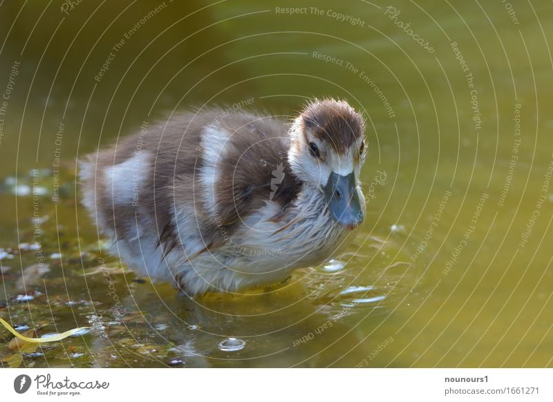 brrrr Pflanze Tier Wildtier nilgans nilgansküken 1 Tierjunges Bewegung entdecken frieren Schwimmen & Baden stehen braun weiß Freude Fröhlichkeit Neugier