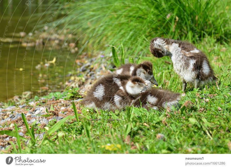 putzen und dösen Tier Wildtier nilgans nilgänse nilgansküken Tiergruppe Tierjunges genießen hocken liegen sitzen Glück kuschlig klein lustig natürlich niedlich