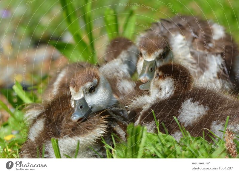 eng beisammen Tier Wildtier Nilgänse nilgans nilgansküken Tiergruppe Tierjunges berühren genießen hocken liegen sitzen Zusammensein Glück schön kuschlig