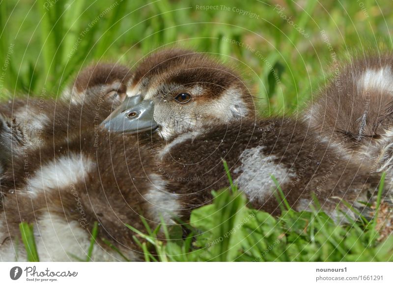 Geborgenheit Tier Wildtier Nilgansküken berühren Erholung frieren hocken liegen sitzen natürlich Neugier niedlich weich braun weiß Zufriedenheit Lebensfreude