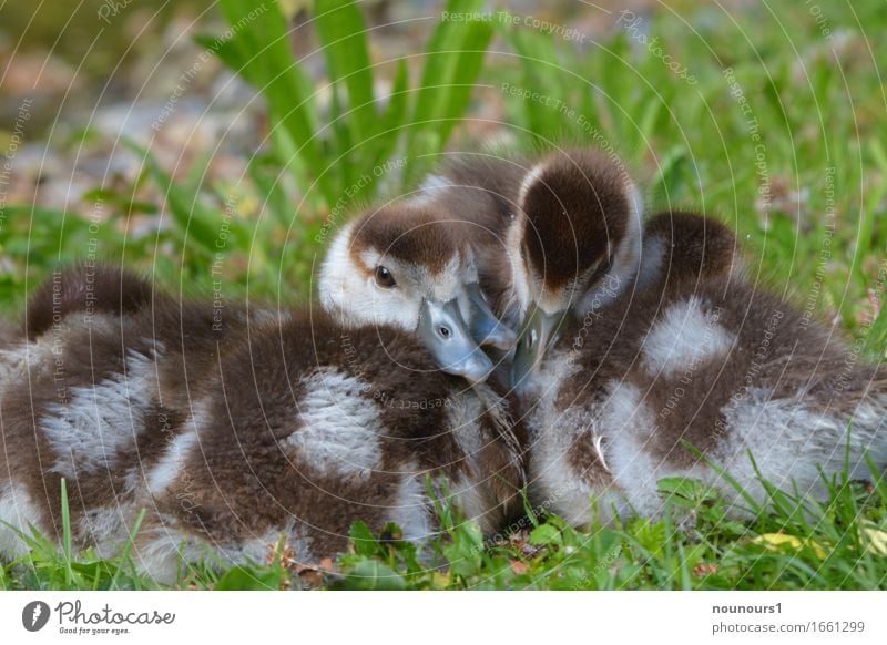 Kuscheltruppe Tier Wildtier Nilgansküken Tiergruppe Tierjunges berühren frieren liegen schlafen Zusammensein kuschlig Neugier niedlich weich braun weiß