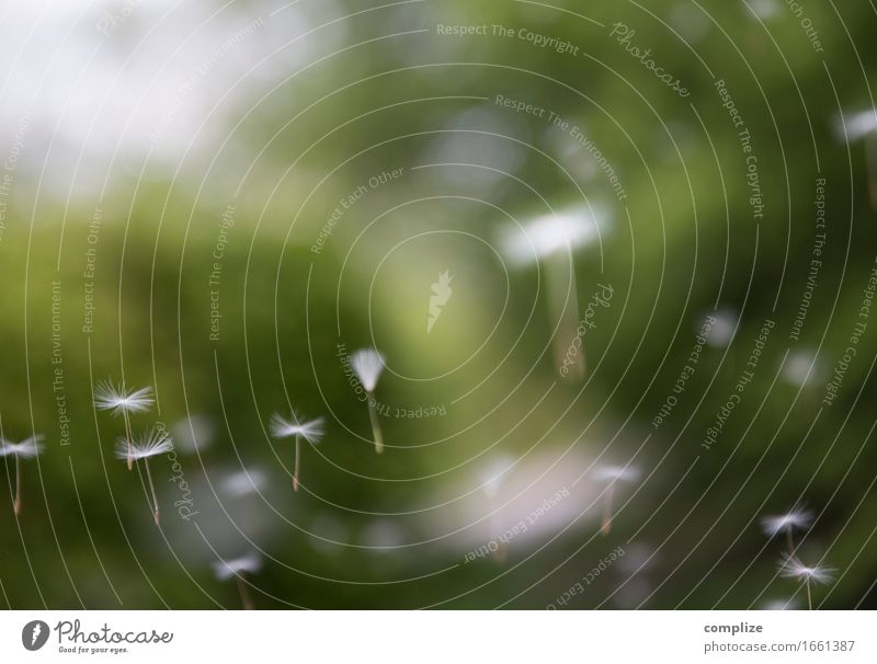 ah Pusteblume! Gesundheit Wellness harmonisch Erholung Meditation Spa Ausflug Sommer Umwelt Natur Pflanze Urelemente Luft Horizont Blume Gras Garten Park Wald