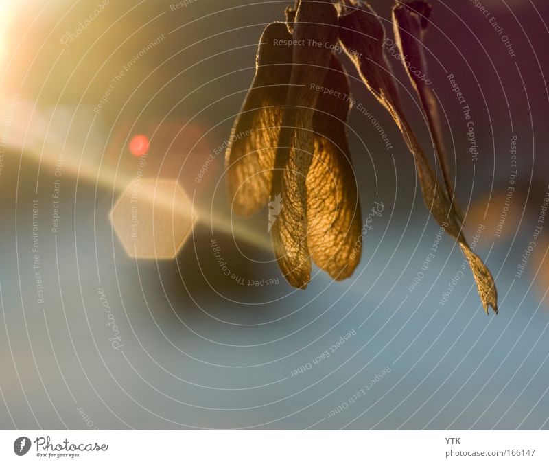 Auf die Nase damit! Umwelt Natur Tier Herbst Klima Schönes Wetter Pflanze Blatt Wärme gelb gold Stimmung Warmherzigkeit Vergänglichkeit Ahorn Ahornsamen