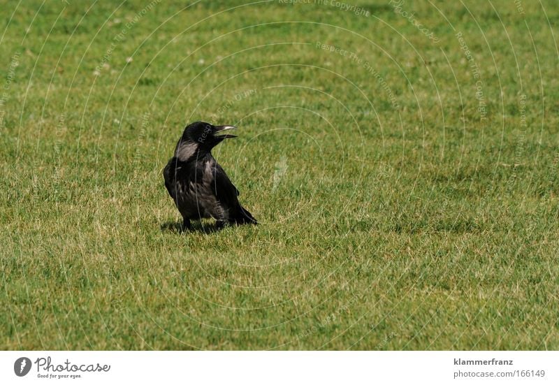 Rabe Farbfoto Außenaufnahme Tierporträt Wildtier Vogel schreien Aggression Begeisterung Euphorie Optimismus Erfolg Wut Ärger gereizt Feindseligkeit Frustration