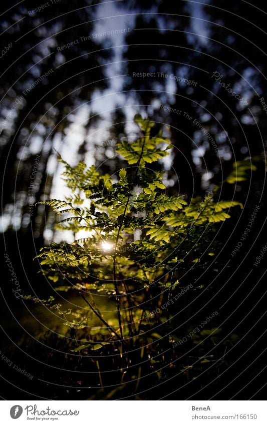 Farn Umwelt Natur Landschaft Pflanze Sonnenaufgang Sonnenuntergang Sonnenlicht Frühling Klima Sträucher Wildpflanze Echte Farne Wald Menschenleer nachhaltig