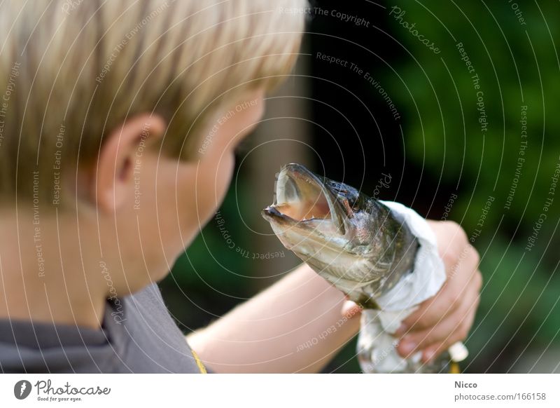 stolz Farbfoto Gedeckte Farben Außenaufnahme Nahaufnahme Detailaufnahme Tag Schwache Tiefenschärfe Tierporträt Wegsehen Lebensmittel Fisch Freizeit & Hobby