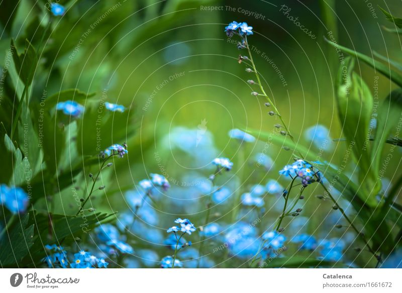 Blau und Grün; blühender Vergissmeinnicht Natur Pflanze Blume Blatt Blüte Wildpflanze Vergißmeinnicht Garten Blühend verblüht Wachstum ästhetisch Fröhlichkeit