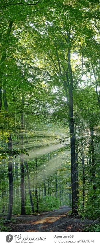 Wald 1 Natur Landschaft Pflanze Sonnenaufgang Sonnenuntergang Sonnenlicht Sommer Schönes Wetter Baum Sträucher Perspektive Farbfoto Außenaufnahme Menschenleer