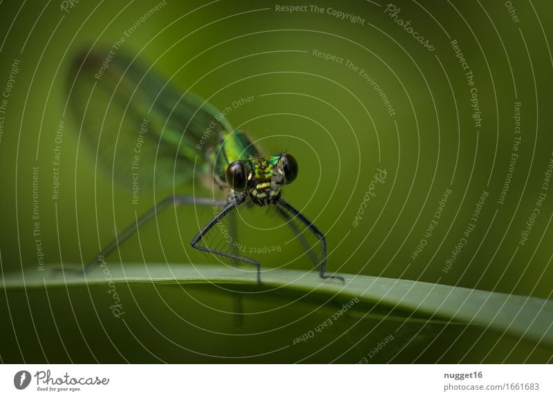 gebänderte Prachtlibelle (Calopteryx splendens) &#9792; Natur Tier Wildtier Libelle Prachtlibellen 1 beobachten sitzen ästhetisch exotisch listig natürlich