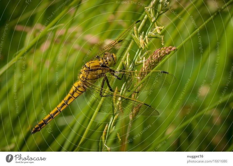 Großer Blaupfeil Natur Tier Wiese Wildtier Flügel Libelle 1 sitzen exotisch natürlich feminin wild braun gelb grün Tierliebe Farbfoto Außenaufnahme