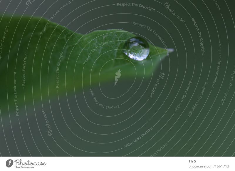 Tropfen Natur Pflanze Frühling Sommer Regen Blatt ästhetisch authentisch einfach elegant frisch nass natürlich grün Gelassenheit geduldig ruhig einzigartig