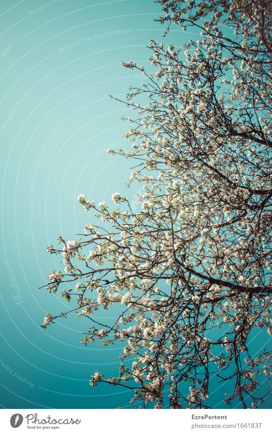 Streuobstwiese (Teilansicht) Natur Pflanze Himmel Wolkenloser Himmel Frühling Sommer Klima Schönes Wetter Baum Blatt Blüte Nutzpflanze Garten natürlich blau