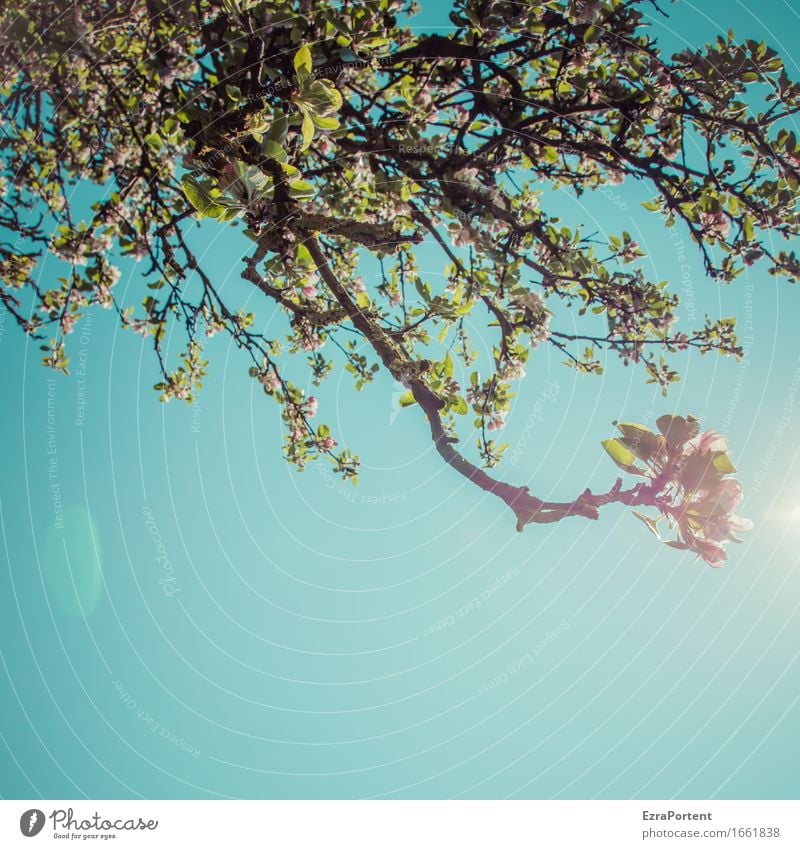 Streuobstwiese (drin liegend und nach oben blickend) Natur Pflanze Himmel Wolkenloser Himmel Sonne Frühling Klima Schönes Wetter Baum Blatt Blüte Garten