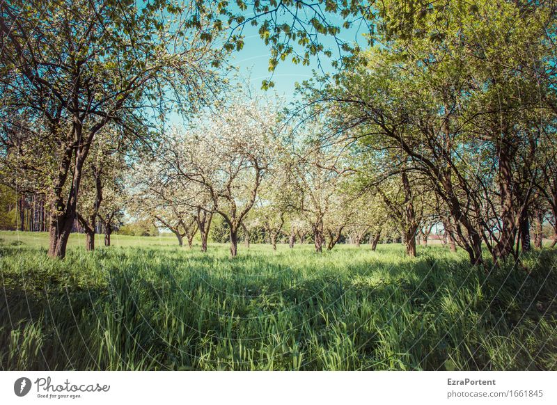 Streuobstwiese (Schatten) Umwelt Natur Pflanze Himmel Frühling Sommer Klima Schönes Wetter Baum Gras Blatt Blüte Grünpflanze Nutzpflanze Wildpflanze Garten